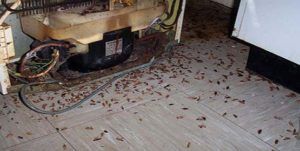 Поморить тараканов в квартире в Шахты, цены