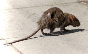 Фирма по уничтожению грызунов, крыс и мышей в Шахты