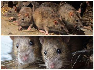 Травить грызунов крыс и мышей в Шахты