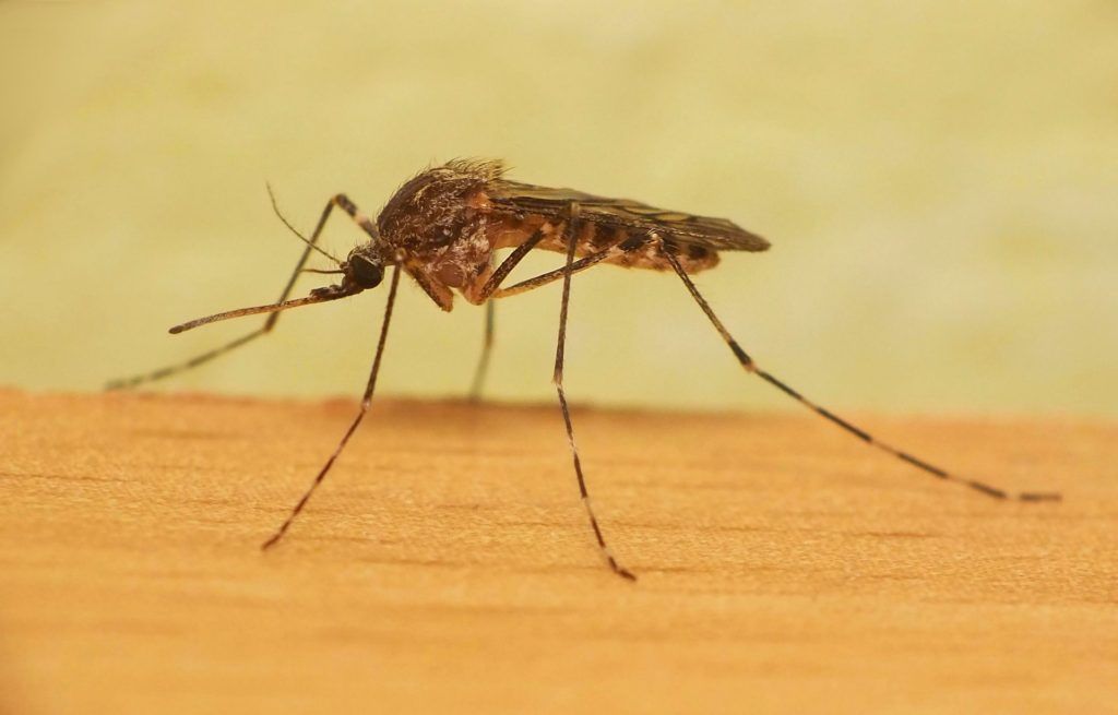 Уничтожение комаров в Шахты
