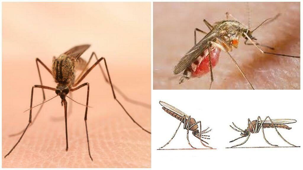 Уничтожение комаров в Шахты