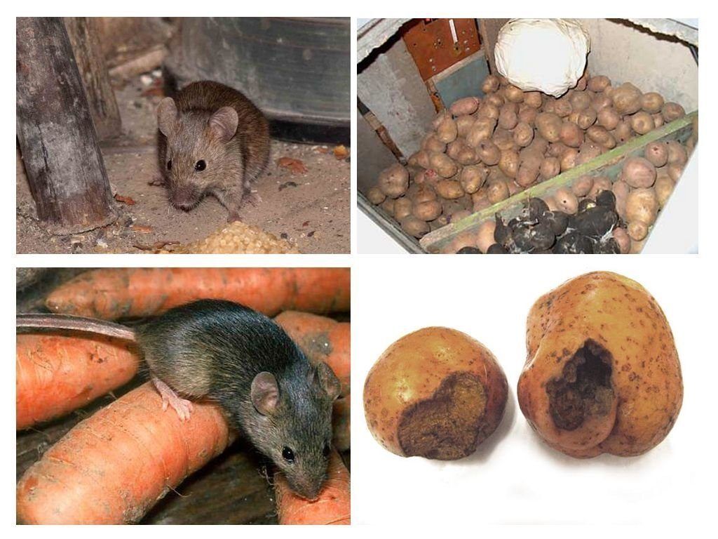 Обработка от грызунов крыс и мышей в Шахты