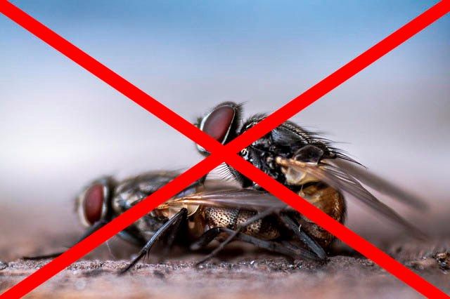 Профессиональное уничтожение мух в Шахты с гарантией