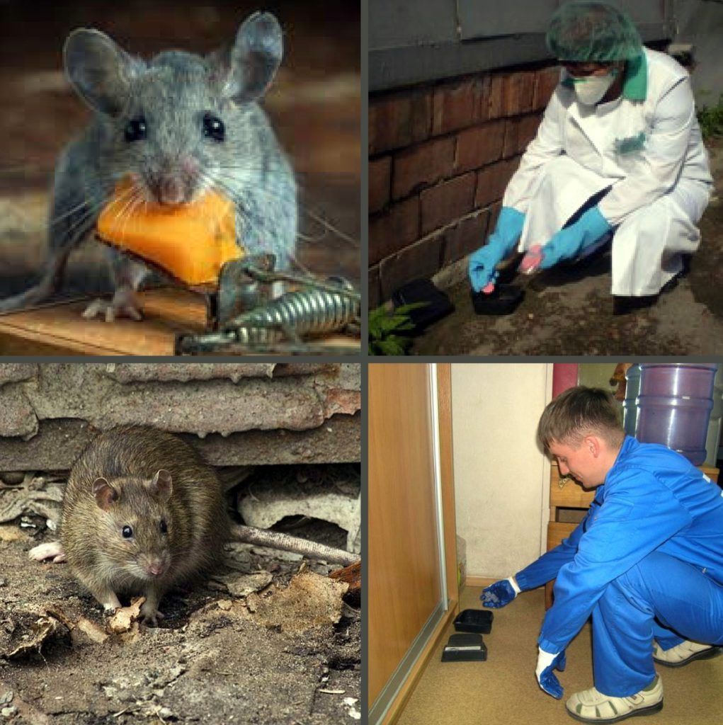 Дезинфекция от грызунов, крыс и мышей в Шахты