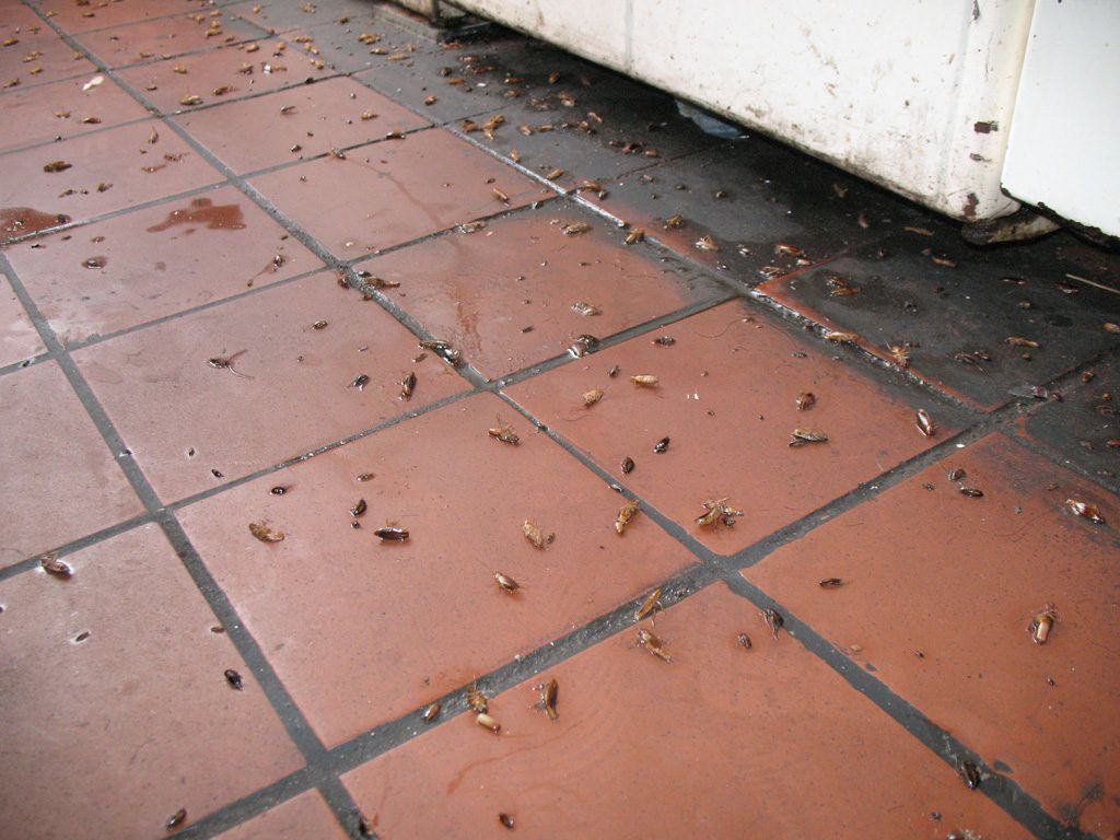 Уничтожение тараканов в квартире в Шахты 