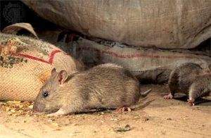 Дератизация от грызунов от крыс и мышей в Шахты