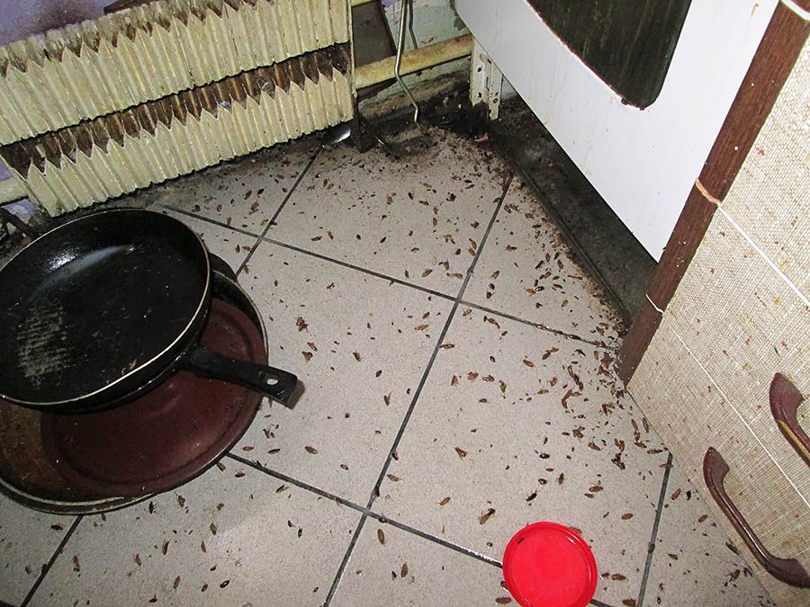 Санэпидемстанция от тараканов в Шахты, вызвать, цены